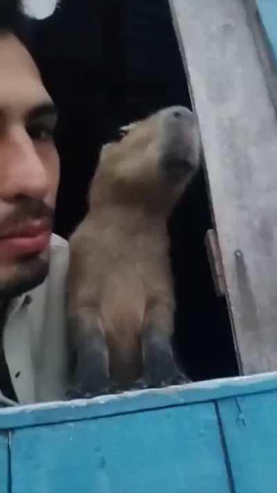 Just a man and his Capybara hanging out...