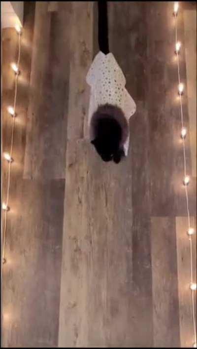 Who say CAT can't slay? 😻