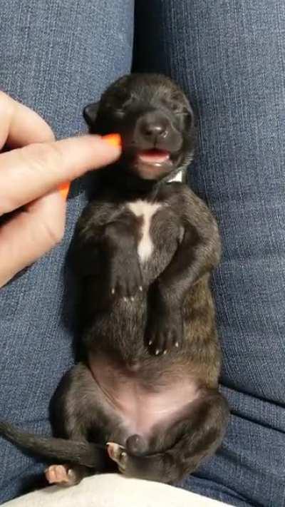 This wee little GH girl was born 6/21. This is how a neonate Greyhound responds to affectionate handling.