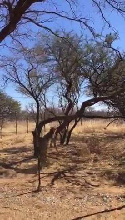 Leopard snatches a bird