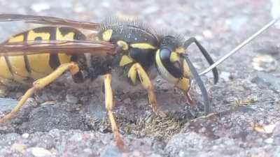This wasp was stuck in my house for 2 days, when she finally got tired I put her outside and fed her some honeywater, next to her being suprisingly nice (not tryna kill me) she's also fucking beautifull, be carefull with agressive wasp species though, thi