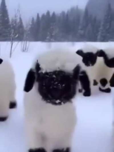 The adorable Valais blacknose sheep come from the Swiss Alps.