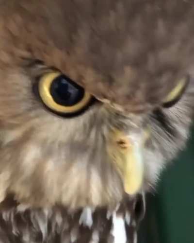 Wonder why its called a barking Owl ? Well turn your sound on and listen closely