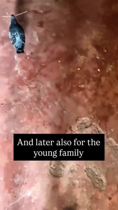 A pigeon wants to build a “bed” for a pregnant cat.