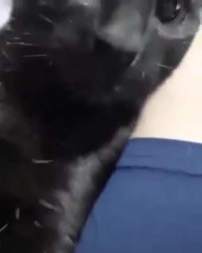 Mi gato no sirve😓