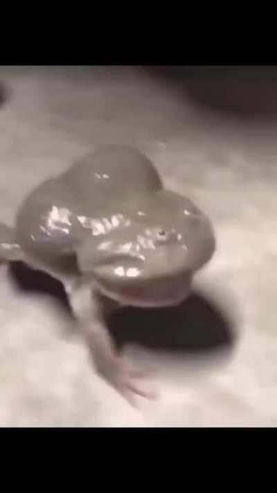Screaming frog