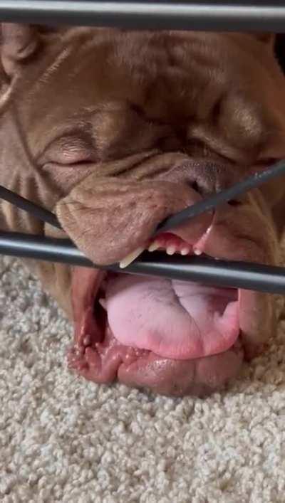 Is Tank derpy enough?