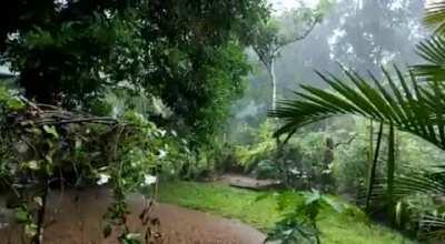 Rain in a small tropical garden 🌱🌳