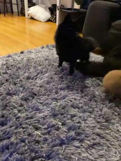 I swear he thinks he’s one of the dogs 😂