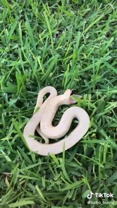 Snek plays dead