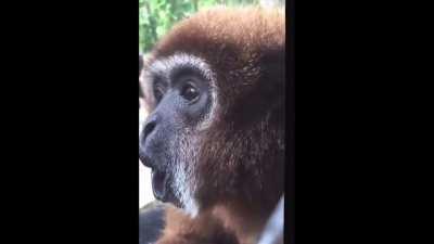 My monkey people need me