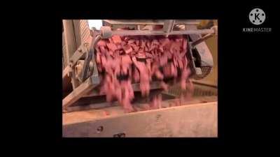 At least there aren’t any pentagons in there