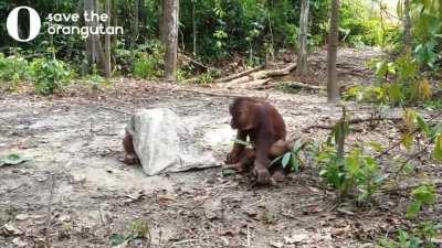 Orangutan desperately trying to get his friend's attention