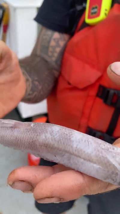 Does anyone know the name of this