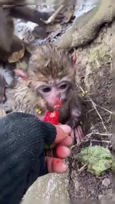 Feeding strawberries to the little one