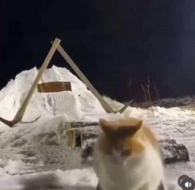 Just a cat snowboarding