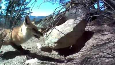 Skunk shows coyote who's boss.
