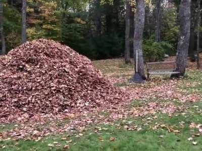 Jumping in leaves