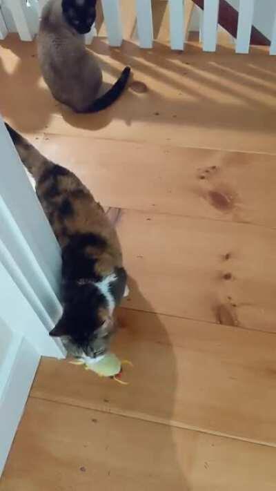 Phoebe delivering a taco. The only payment she needs is thanks.