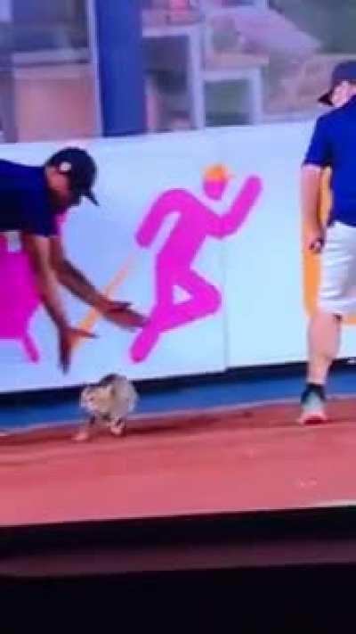 to catch a cat at Yankee Stadium