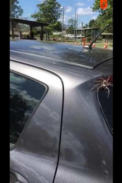 Дружите с птичками. Особенно в Австралии.