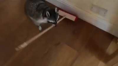 Good boi helping out with the chores