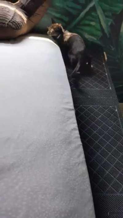 Able using her ramp! She is a smart little girl!