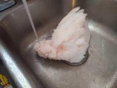 Mira being a doof in the sink.