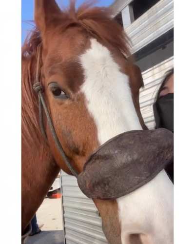 Anna and the horses used for Shogun (2022)