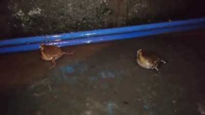 An Argonian thief is caught trespassing in another Argonian's home in Bravil [Circa 3E 433]