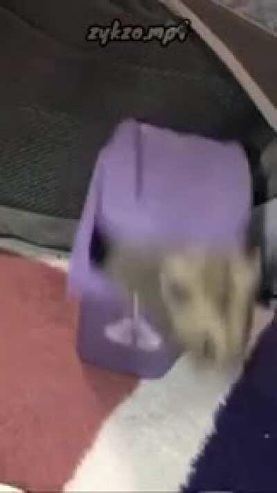 F in the chat for Maurice