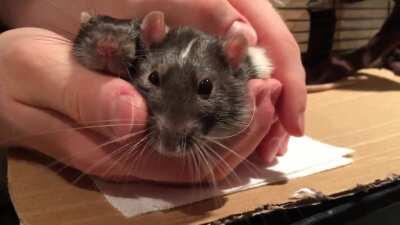 Blaze & Snippet wish everyone a Tuesday bursting with boggling!