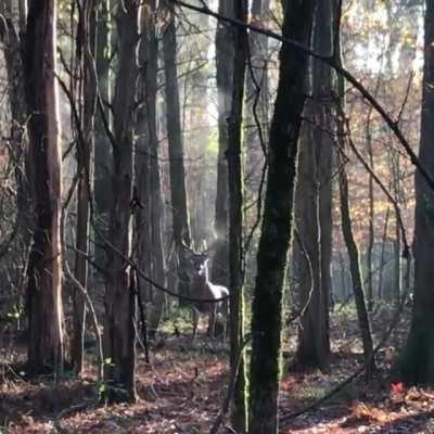 Can you hear it too?