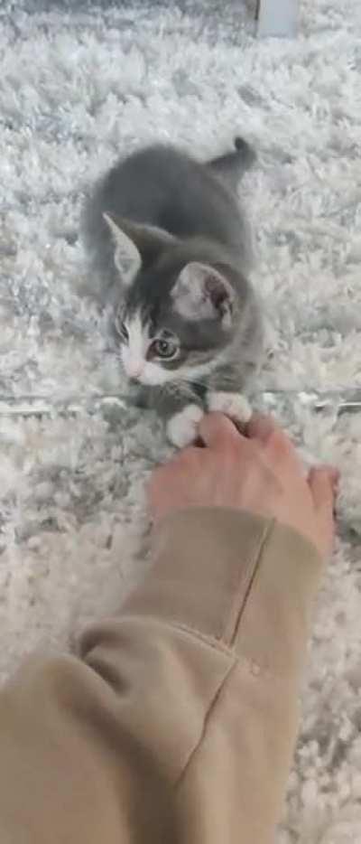 Almost died fending off this violent criminal! My sister doesn't know what she got herself into, adopting this little fugitive into her home..