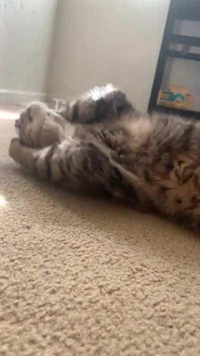 Jango’s interesting approach to his new catnip toy