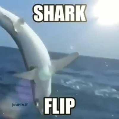 Shark flip de gelmiş