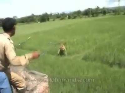 Guy looking for a tiger on an elephant with a stick for protection