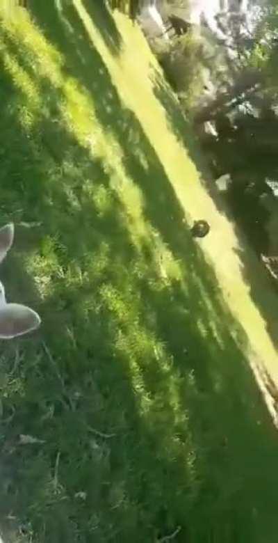 WCGW with proper dog management