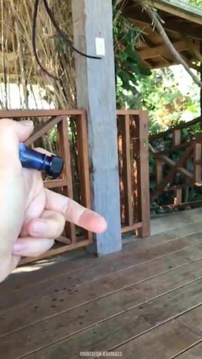 🔥 A pair of Red-billed streamertail humming birds