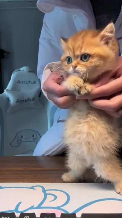 Cats smooth dance skills