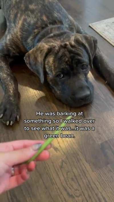 It’s just a green bean