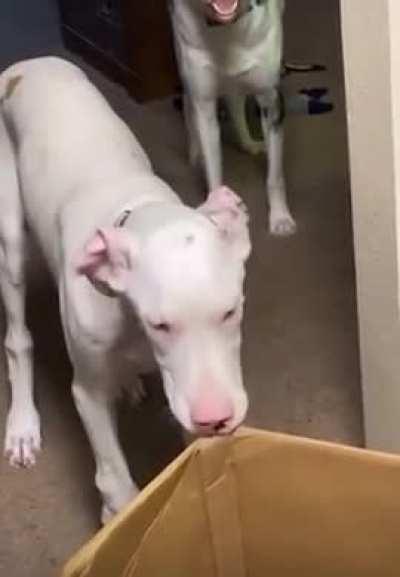 Only 1 brain cell between these 2.