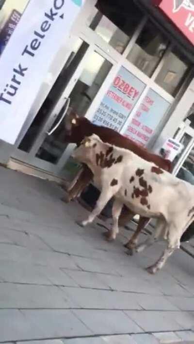 Context: cows in Turkey head to the vet's, announce themselves. Guy with the camera tells them the vet is not there yet. Civilization wins.
