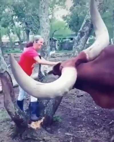 The Horns on this Bull are gigantic