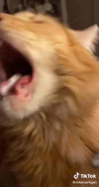 It's just really cute I love it