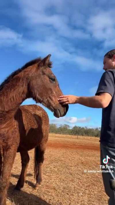 peter… the horse is here