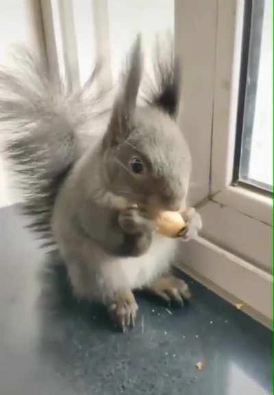 Squirrel that learned to barter