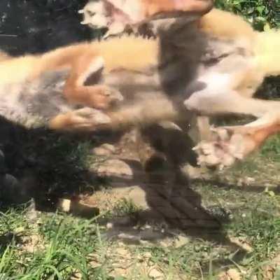 STANDBY FOR TITANFOX