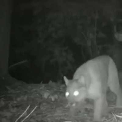 Nature when you are not watching Animal Planet