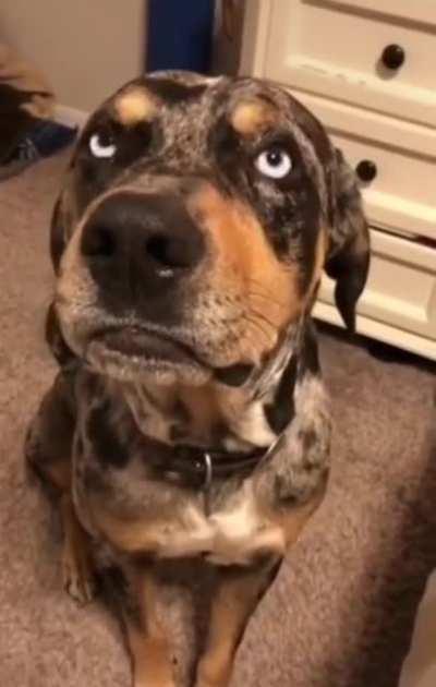 When you argue with your hooman